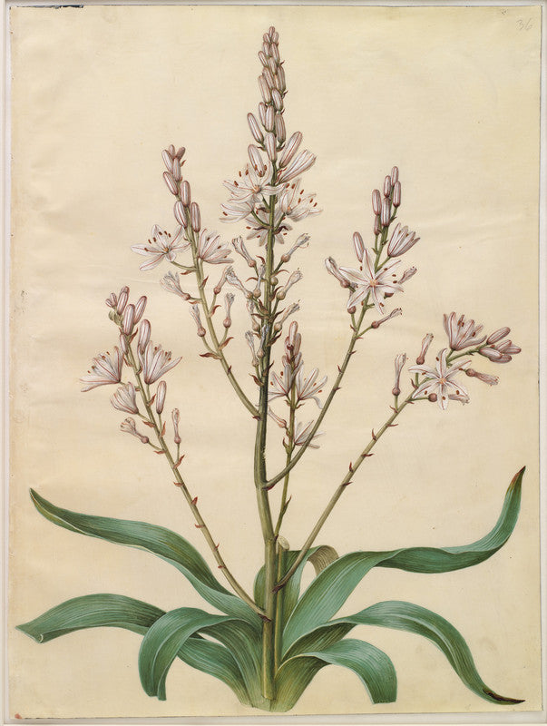 Asphodelus ramosus