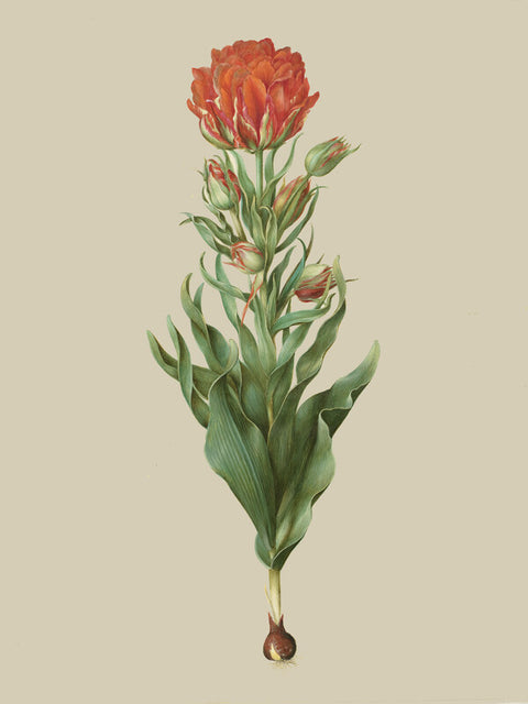 Tulipa gesneriana