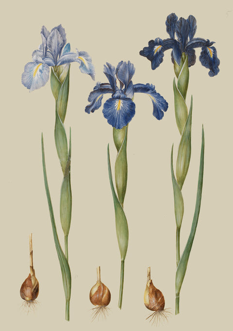 Iris xiphioides