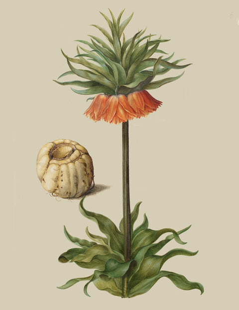 Fritillaria imperialis