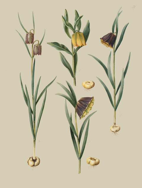 Fritillaria meleagris; Fritullaria lutea eller Fritullaria latifolia var lutea; Fritillaria pyrenaica
