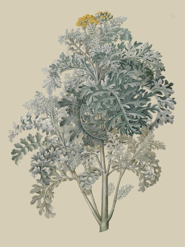 Botanical illustration of fennel plant with delicate green foliage, small white and yellow flowers, rendered in muted greens and golds on cream background.