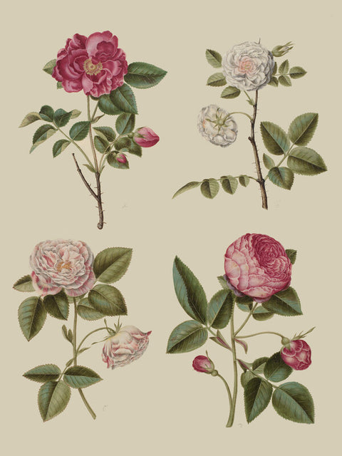 Rosa Gallica