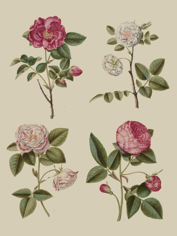Four botanical illustrations of roses in various stages of bloom, displaying pink, red, and white flowers with green leaves arranged on a beige background.