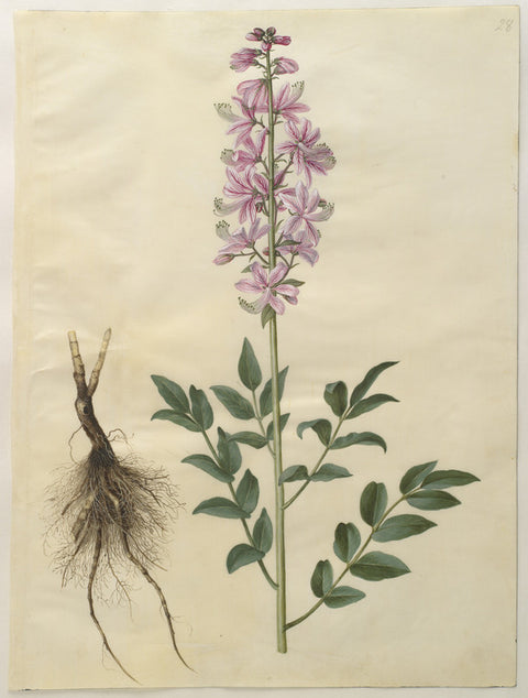 Dictamnus albus