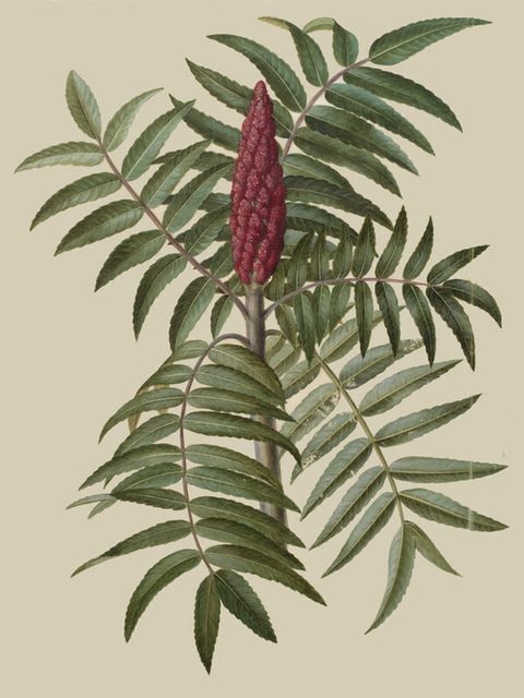 Rhus typhina