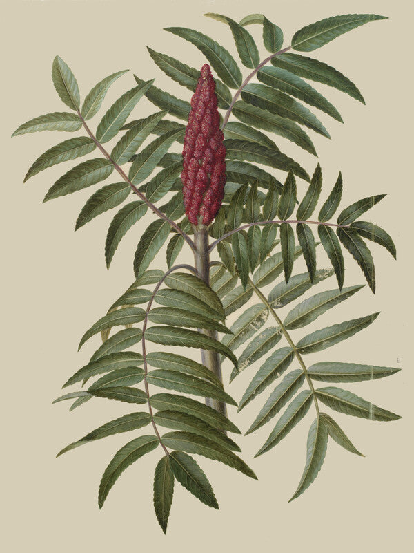 Botanical illustration of staghorn sumac with compound green leaves and a dense red-burgundy flowering spike against a pale background.