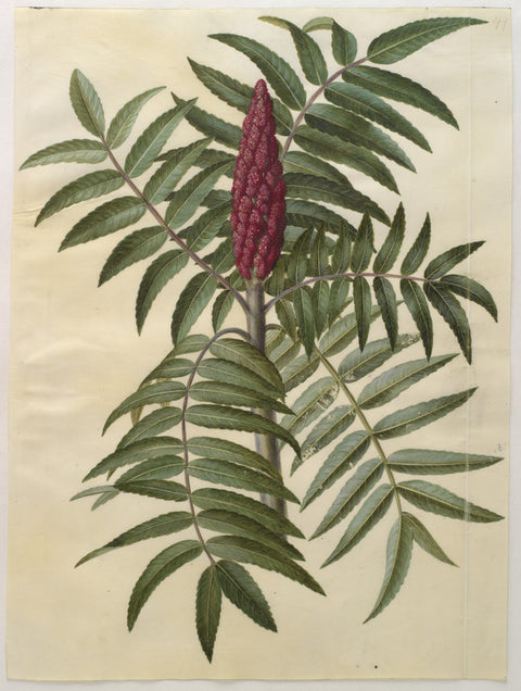 Rhus typhina