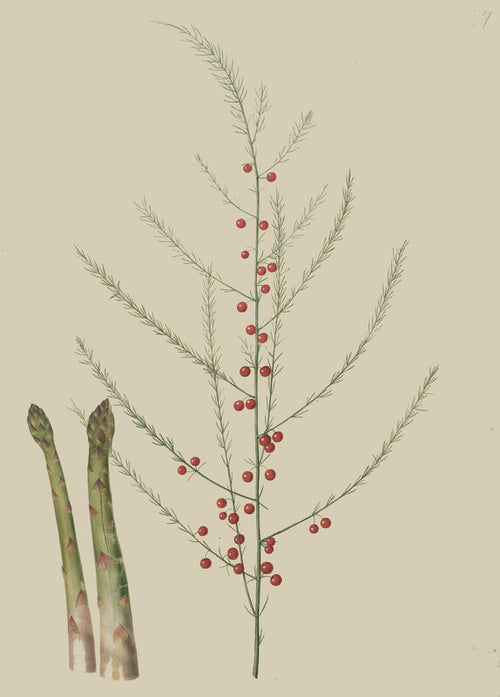 Asparagus officinalis