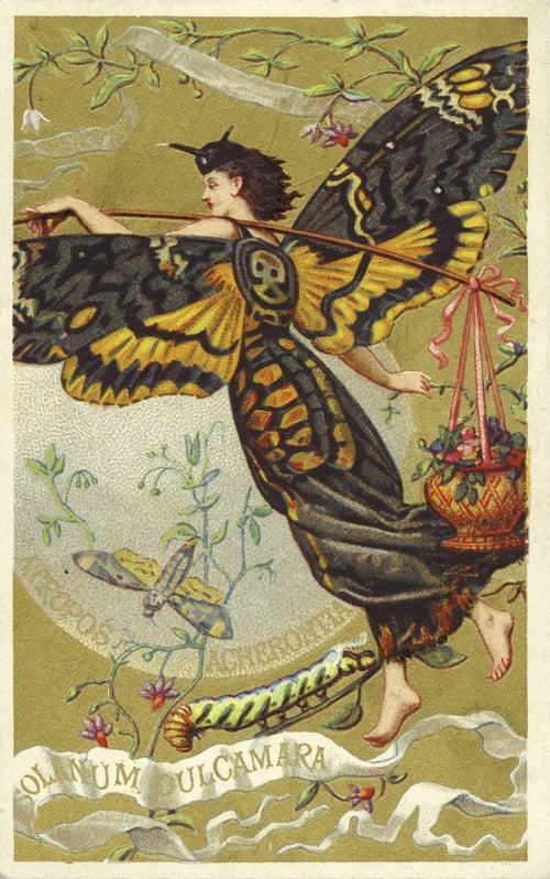 Atropos Acherontia, Solanum Dulcamara, eau des Carmes Boyer Perfume Victorian Trade Card
