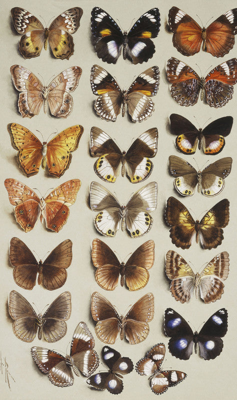 Twenty-two butterflies in three columns, all belonging to the family Nymphalidae