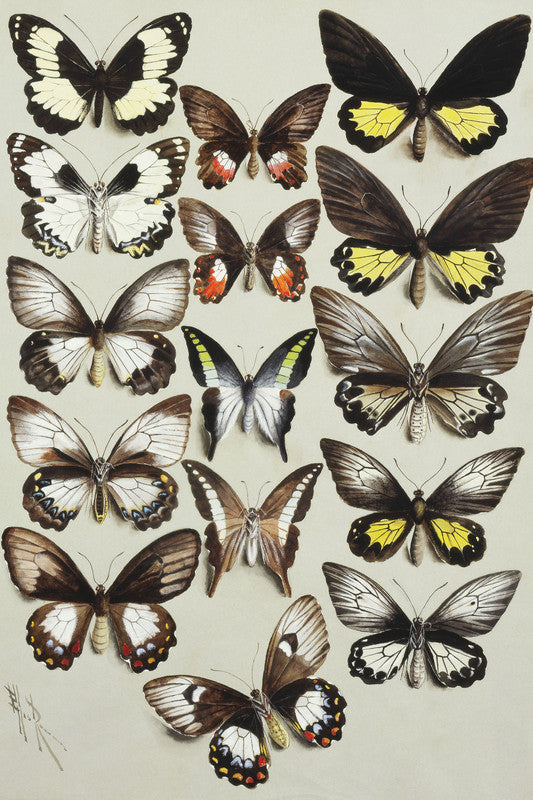 Fifteen Swallowtail butterflies (Family Papilionidae) in three columns