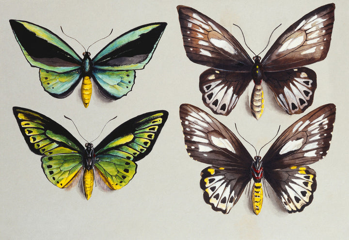 Four Birdwing butterflies (family Papilionidae) in two columns, representing both sexes of the Common Birdwing (Troides (Ornithoptera) Priamus)