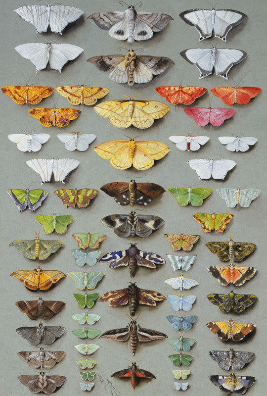 Sixty-three Moths, arranged inthree or five irregular columns