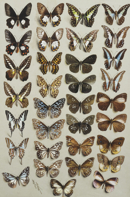 Thirty-three butterflies, in four columns, belonging to the Papilionidae and Danainae families