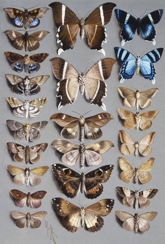 Twenty-four moths, in three columns, mostly belonging to the family Noctuidae