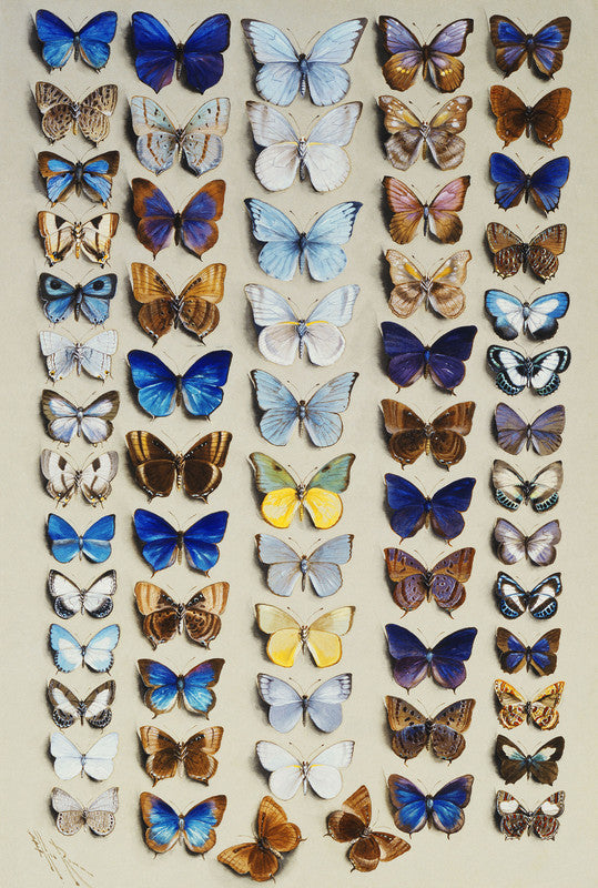 A packed plate of sixty-two butterflies, in five columns, mostly representing some of the larger members of the Lycaendidae