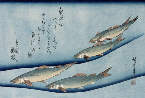 River Trout