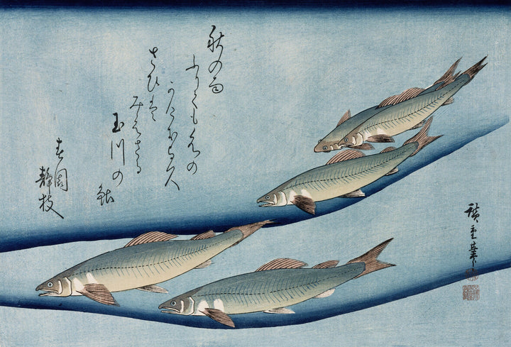 River Trout