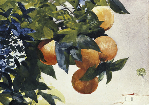 Oranges on a Branch