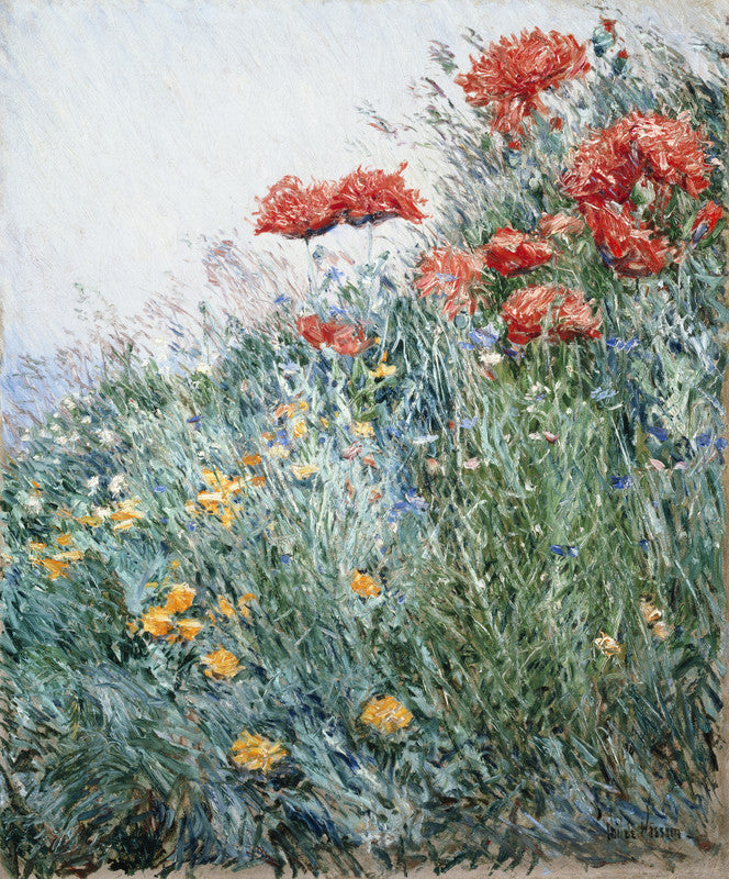 Poppies, Appledore