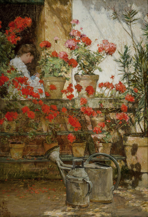 Geraniums
