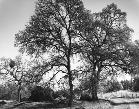 Three Oaks and Boulder