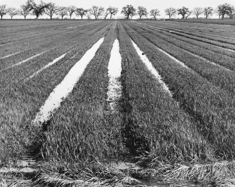 Rice Field