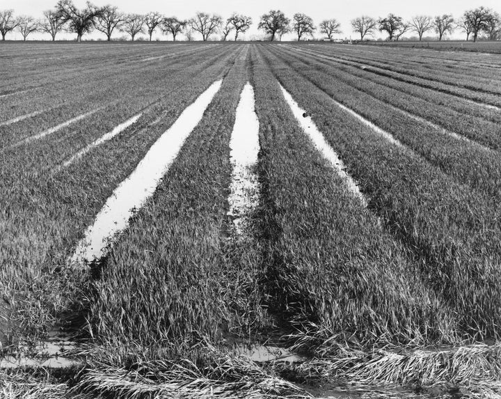 Rice Field