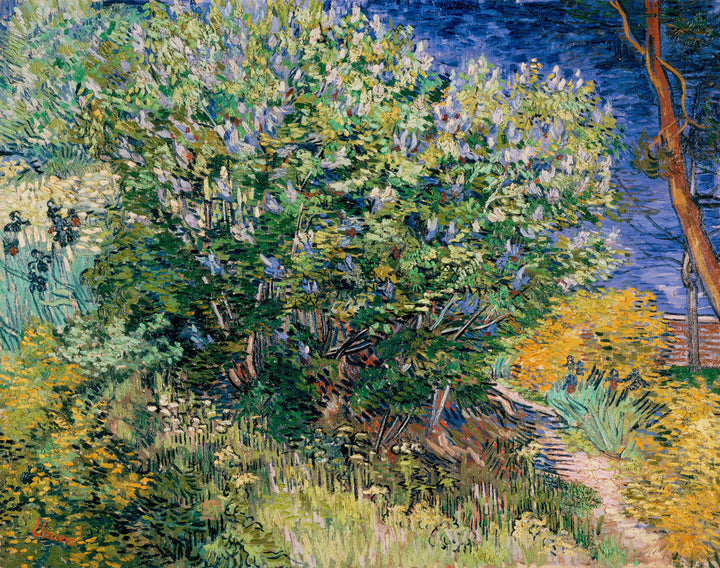 Lilac Bush