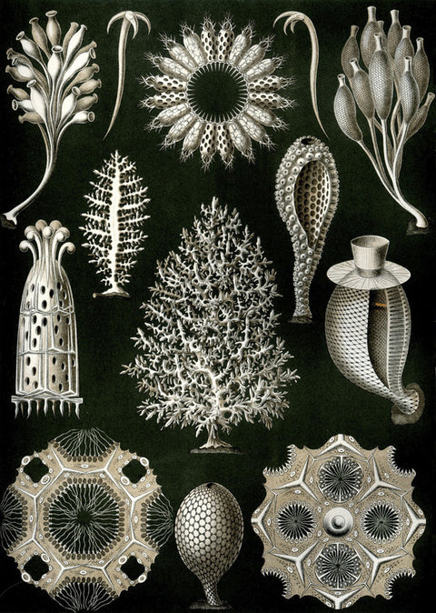 Illustration of Calcispongiae