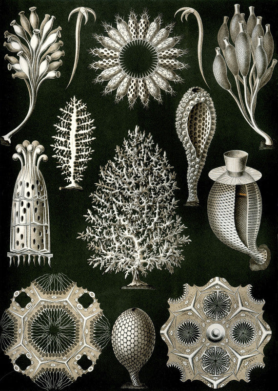 Illustration of Calcispongiae