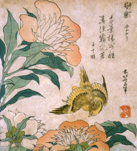 Peony and Canary