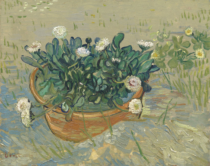 Daisies, Arles