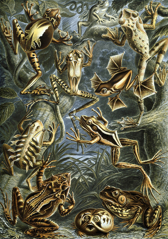 Illustration of Batrachia
