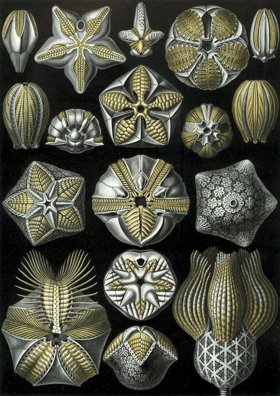 Illustration of Blastoidea