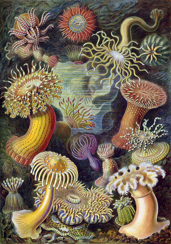 Illustration of Actiniae
