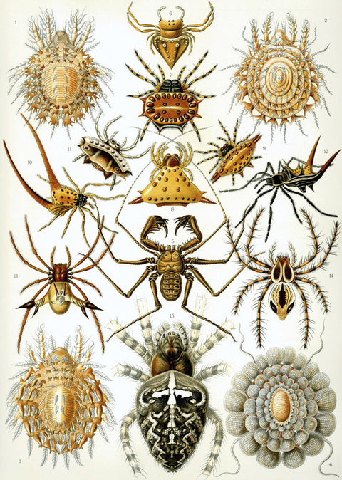 Illustration of Arachnida