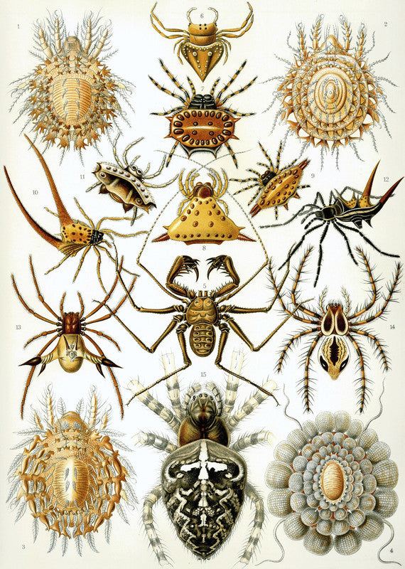 Illustration of Arachnida