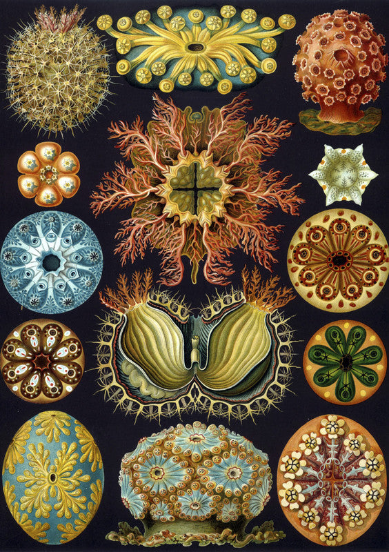 Illustration of Ascidiacea
