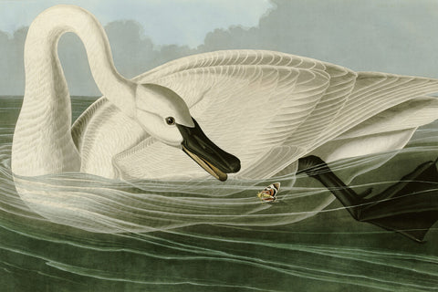 Trumpeter Swan