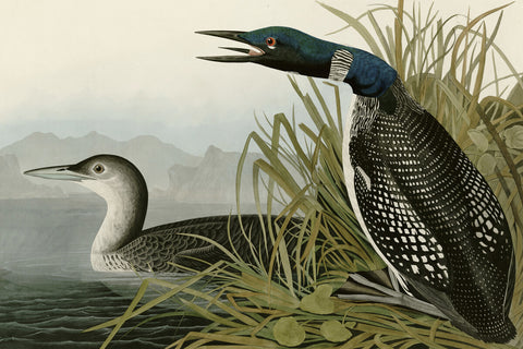 Great Northern Diver or Loon