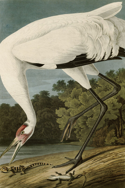 Hooping Crane