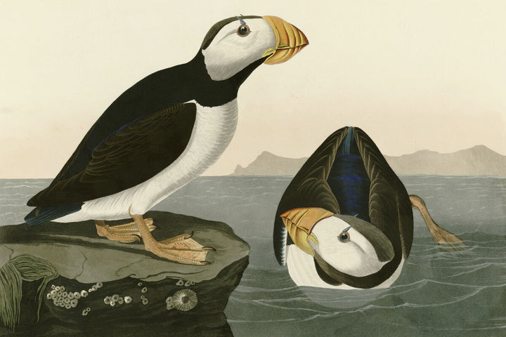 Large Billed Puffin