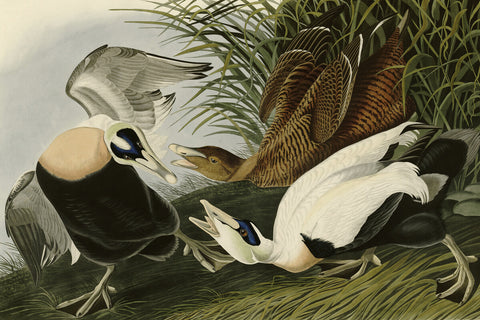 Eider Duck