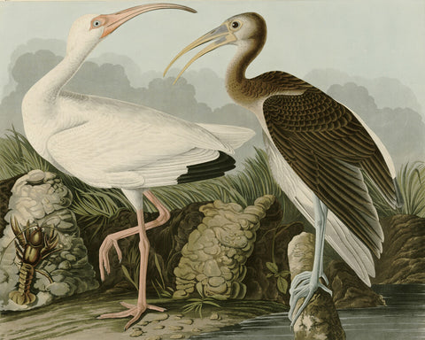 White Ibis