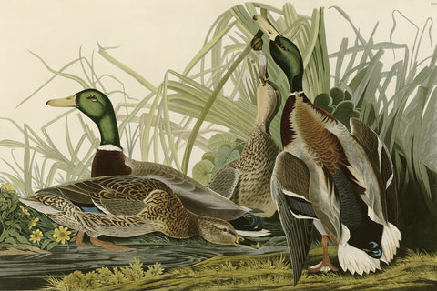 Mallard Duck