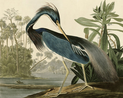 Louisiana Heron