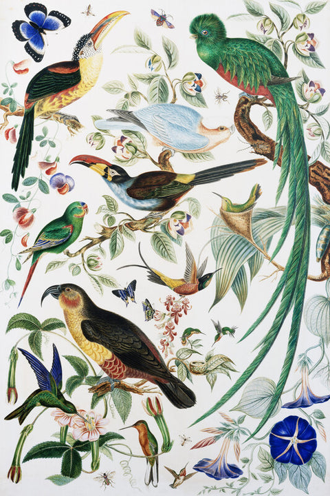 Exotic Parrots