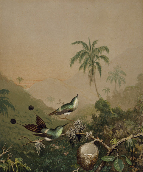 Brazillian Hummingbirds II